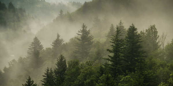 Committed to Sustainability 